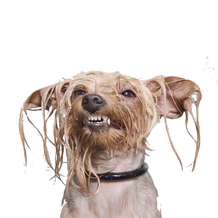 Cachorro molhado durante o banho