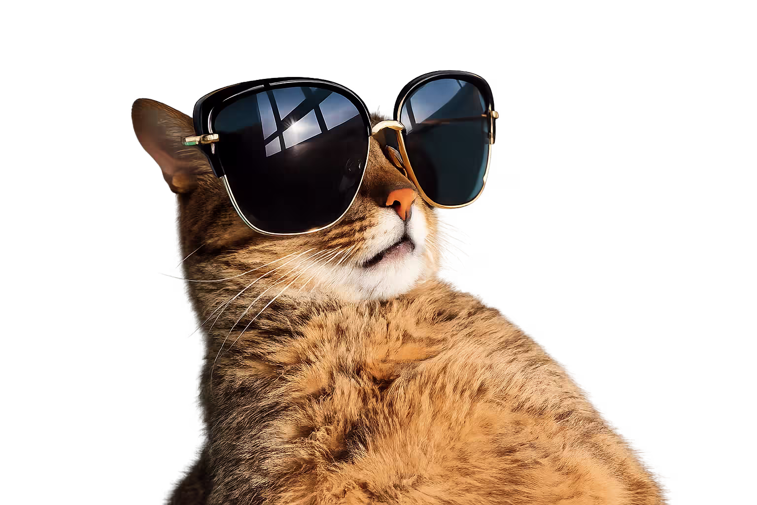 Gato estiloso de óculos escuros